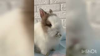 sweet rabbit