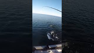 Big Trout hammers our bait in open water! #shorts