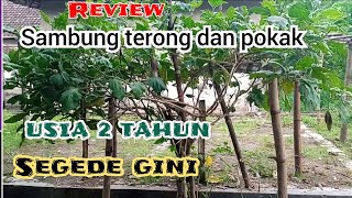 review tanaman terong sambung pokak usia 2 tahun#terong pokak #sambungpucuk