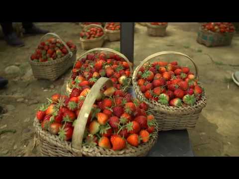 ღვანკითში სასოფლო სამეურნეო სამუშაოები მიმდინარეობს