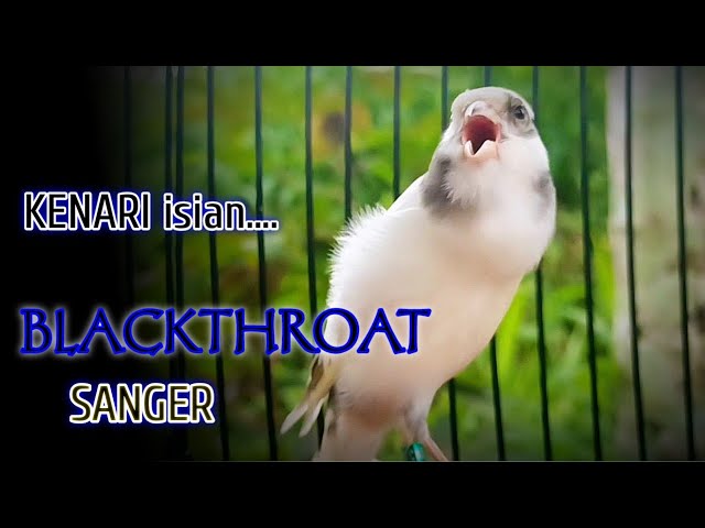 suara burung kenari gacor isian blackthroat dan sanger - masteran burung kenari class=