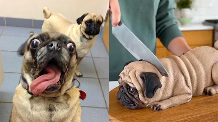 Dog and Cat Reaction to Cutting Cake 🤣- Funny Pet Cake Reaction Compilation