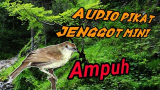 Audio Pikat ampuh untuk jenggot mini bahan ❗ Auto Respont seketika👍👍‼️