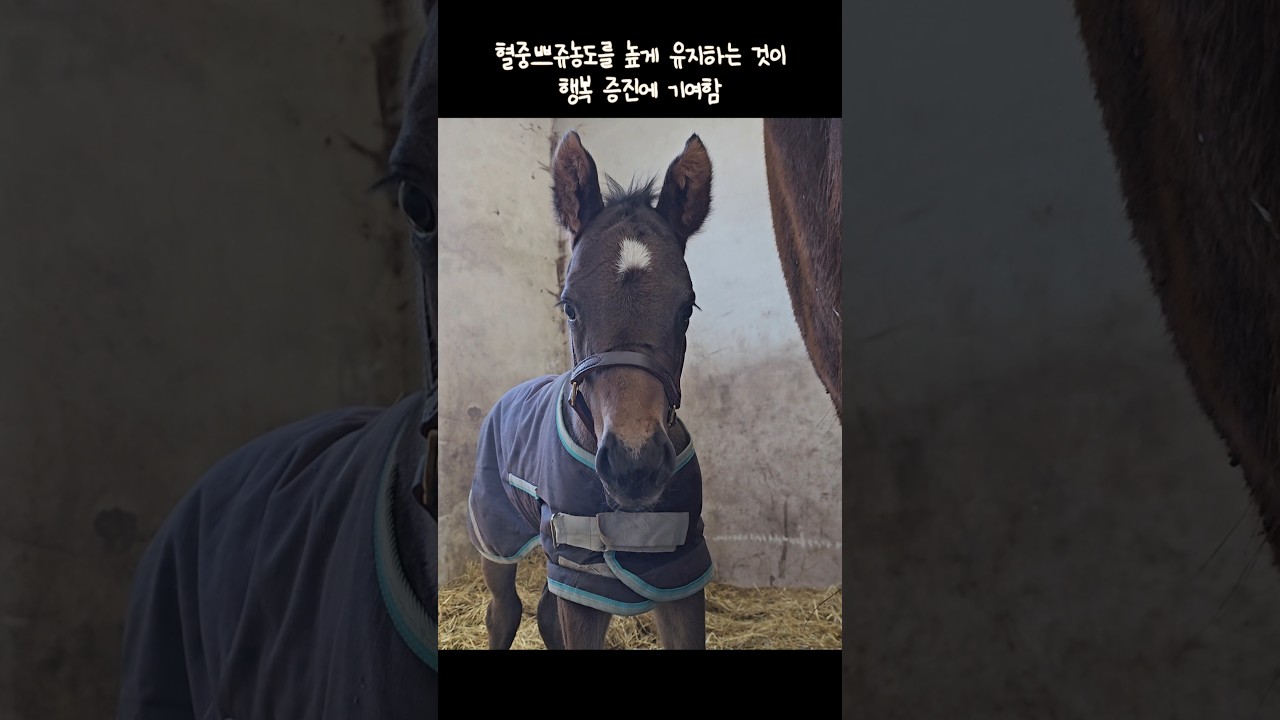 태어난지 이틀 된 망아지의 효능 #보는순간행복해짐💜