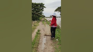 nhấp ếch không cần lưỡi câu bắt quá dễ dàng