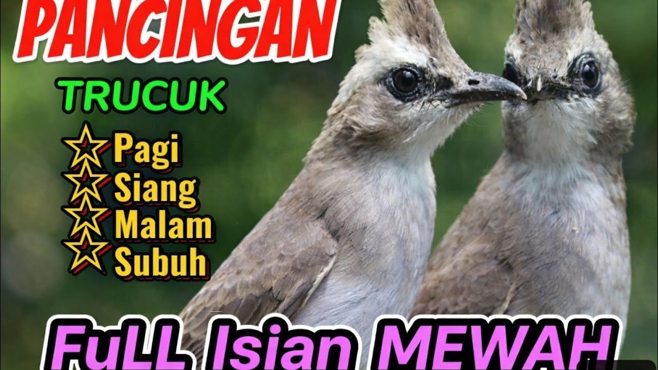 MASTERAN TRUCUKAN LANGSUNG NYAHUT 