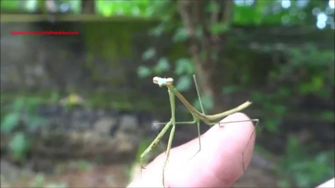 Praying mantis jumping to my camera YouTube