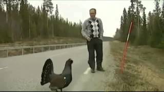 Reporter Chased By Turkey