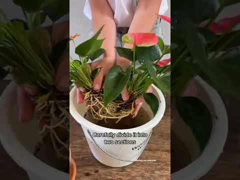 How to propagate