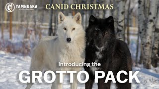 MEET THE GROTTO PACK! Canid Christmas at Yamnuska Wolfdog Sanctuary by Yamnuska Wolfdog Sanctuary 541 views 1 year ago 1 minute, 52 seconds