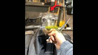 These Dogs Got Haircuts For The First Time