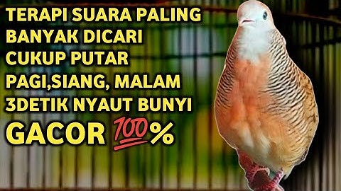 Perkutut Lokal Gacor Suara Super Kristal - Pancingan Malas Bunyi  (99%AMPUH BANGET)