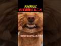 犬が一枚上手だと感じる瞬間