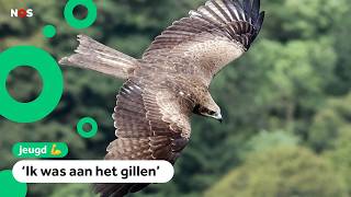 Sterre Wordt Aangevallen Door Een Buizerd