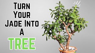 How to prune a JADE INTO A TREE