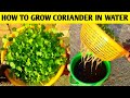 Grow coriander without any soil | coriander only in water with update | coriander in water