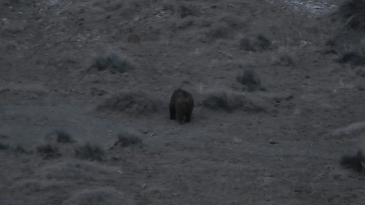 Gobi Bear: There Are Only About 25 Left. Very Rare Sighting. - YouTube