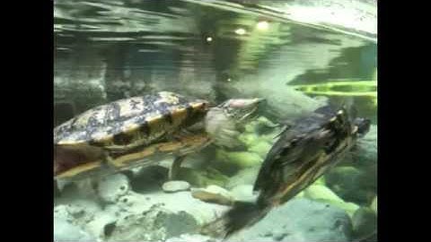 4 x 2 = 8 Multiplication with Turtles Natural Math