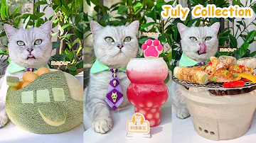 Enjoy The Chef Cat S July Recipes ASMR Cat Cooking Food Milktea Fruit Desserts And So On 