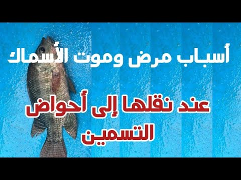 أسباب نفوق الأسماك والعلاج