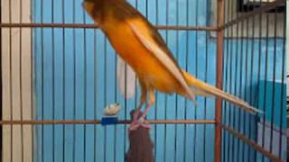 Download Kenari Ngerol Panjang Gacor Video MP3 Kenari Ngerol Panjang Gacor
