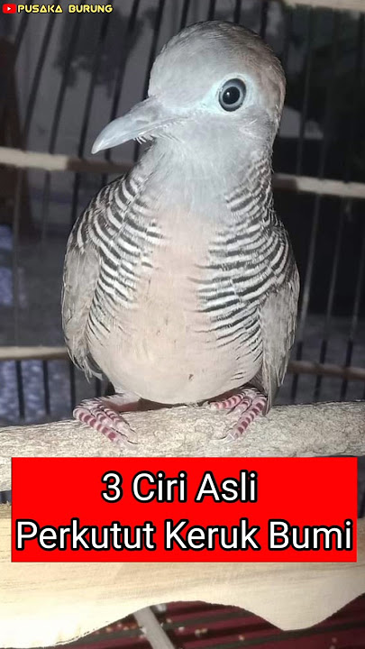 3 Characteristics of the Original Earth-Dropping Turtle Dove #katuranggan turtle dove #turtle dov...