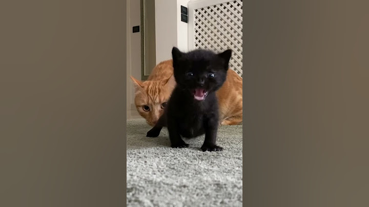 Kitty gat- gattino nero - miagolio gattino #cat #viral #animals #shorts #gatto #cats #kittycat