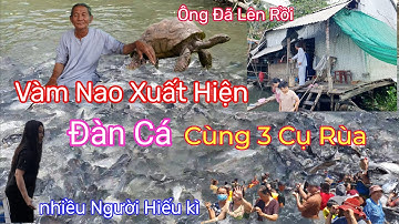 Cá Rùa Về Ngã 3 Sông Vàm Nao Nghe Ông 6 Kể Về Đàn Cá | Nguyễn Hồ Miền Tây