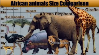 African Animals Size Comparison