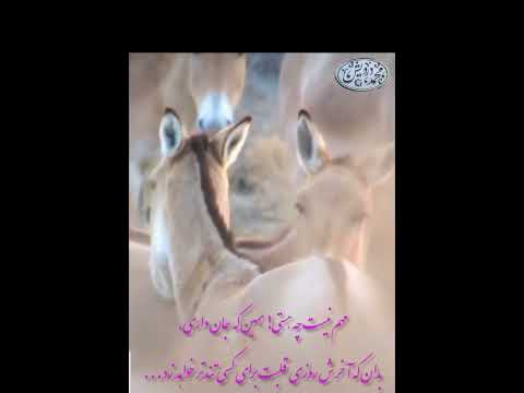 گورخرهای عاشق در پارک ملی توران اسفند ۱۴۰۱ استان سمنان محمد درویش   محیط زیست