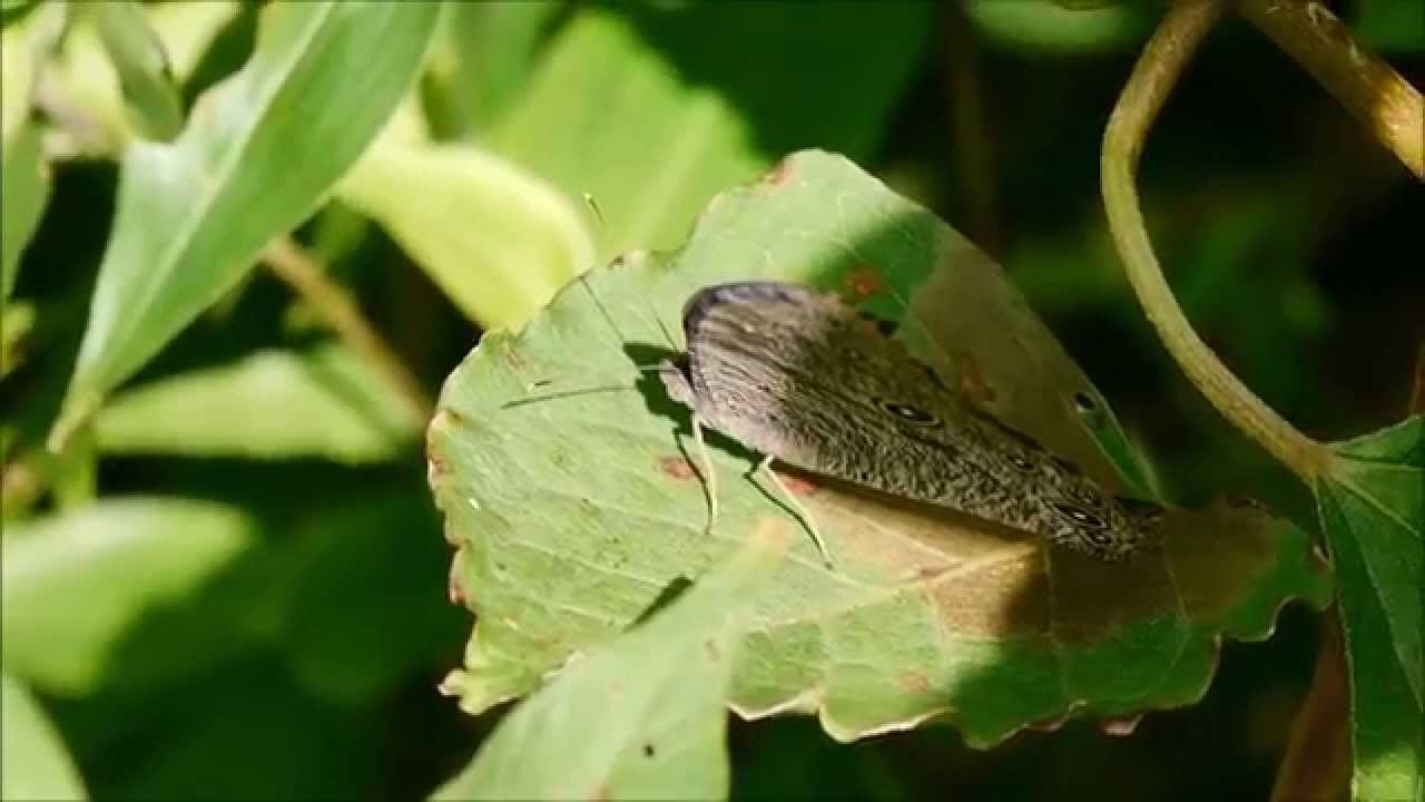 ウスイロコノマチョウ Youtube ウスイロコノマチョウ Youtube