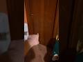 Il GATTO con IL CAPPELLO STA NUOTANDO nella MIA VASCA DA BAGNO!???? #shorts #catinthehat #horror