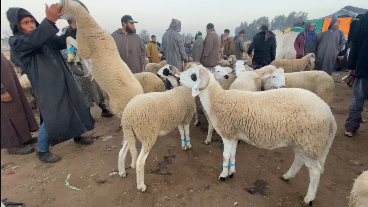 أسعار المواشي اليوم 2023 بحد ولاد الفرج/ موعد عيد الاضحى 2023