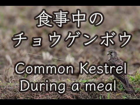 【石垣島動画野鳥図鑑】石垣島 食事中のチョウゲンボウDuring a meal Common Kestrel