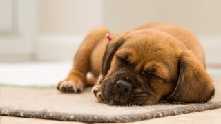 BEST PLAYLIST FOR CALMING PUPPIES. Music to Relax My Puppy, Special Therapy Music for Dogs 🐶