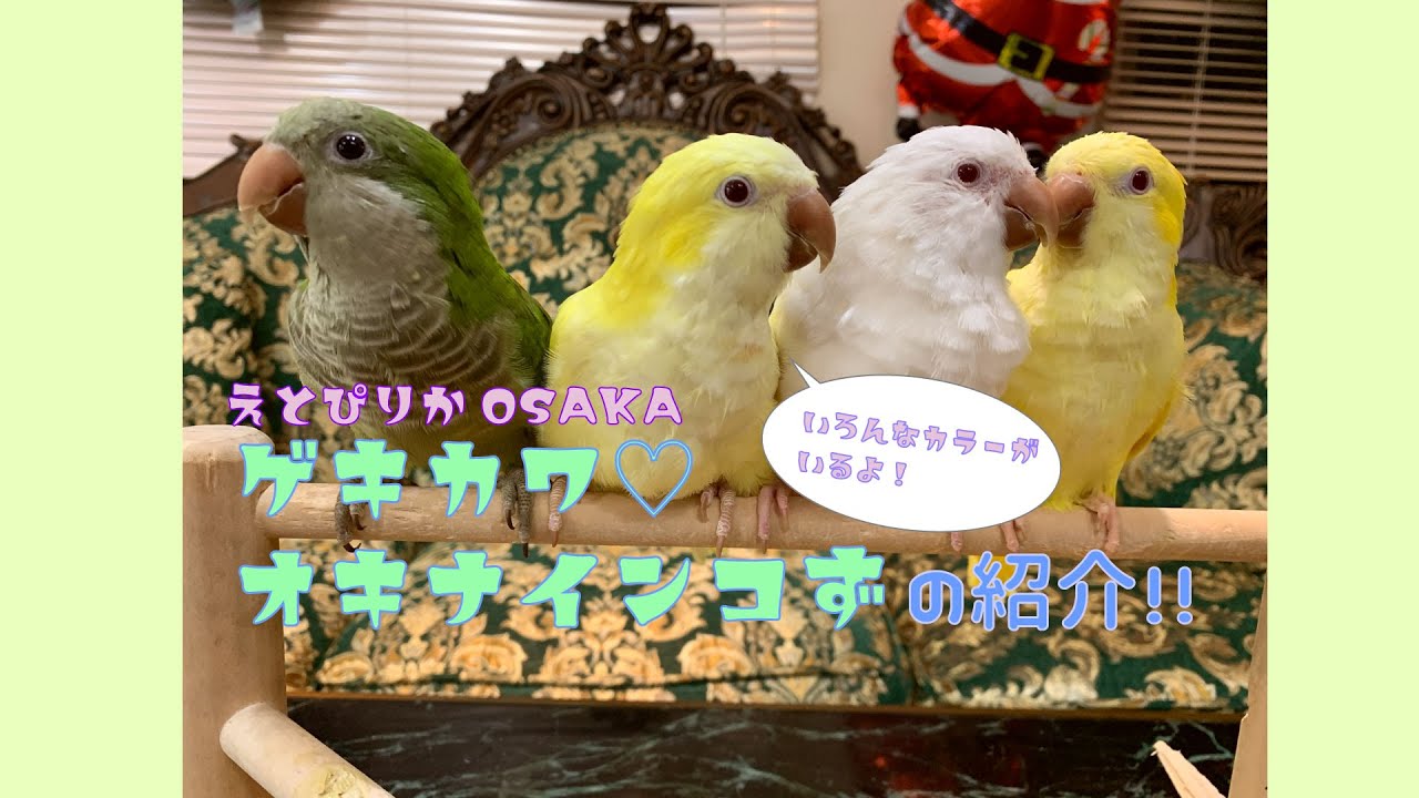 【えとぴりかOSAKA】可愛すぎる！まんまるボディが魅力のインコ！【オキナインコ】