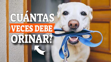 ¿Con qué frecuencia deben orinar los perros?