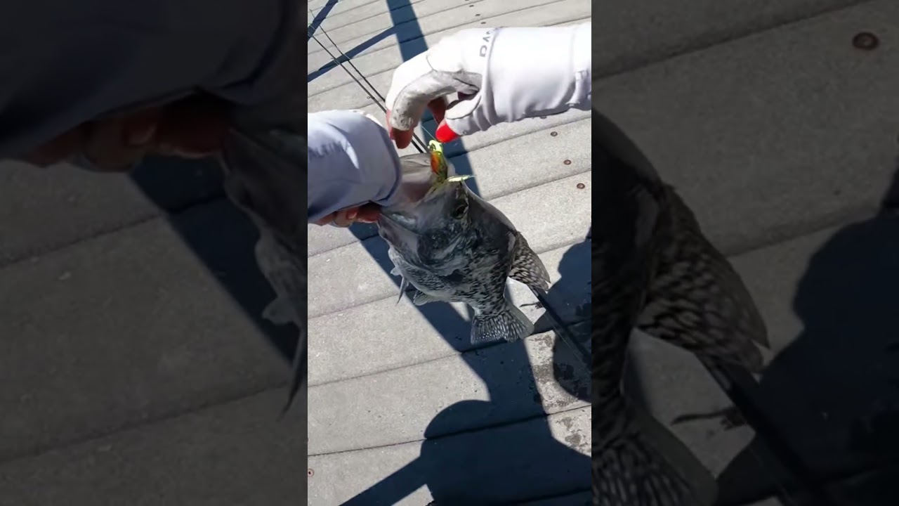 Crappie Fishing New Mexico #fishing #adventuretravel #fishingover40 #adventureexploring