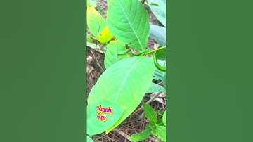 Rắn lục xanh có độc không? Điều bạn không thể ngờ #thothuitv