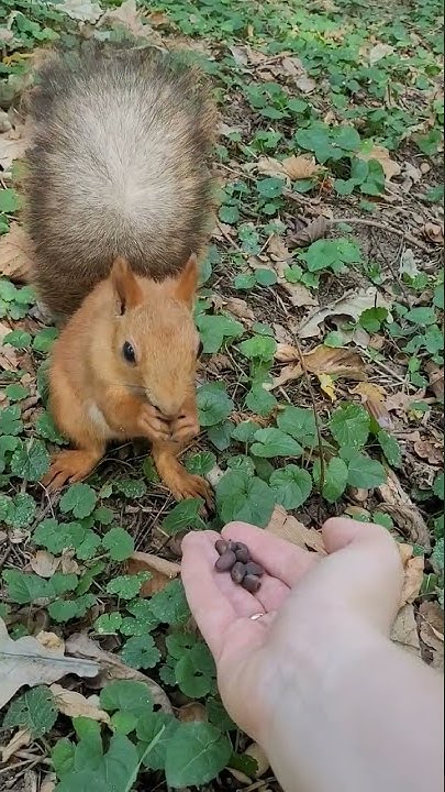 белочка пробует кедровые орешки:) 🐿 #белочки #лес #shorts #милота # ...