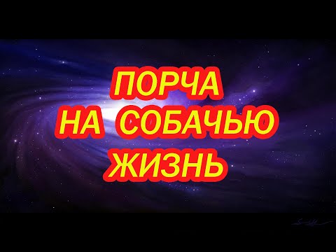 Порча на собачью жизнь🐶