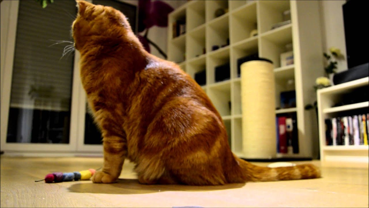 Farting Cat Funny Cat Fart YouTube