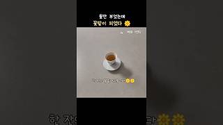 만리까지 퍼져나가는 향, 계화 백차. 오늘의 잎.
