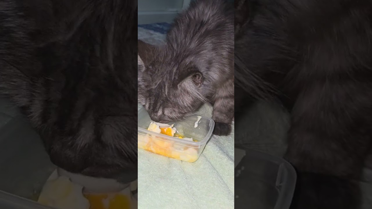 Hamile kedi yumurtayı sevdi galiba