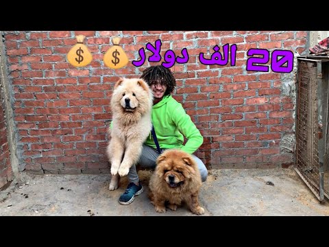 اشتريت كلبين ب 20الف دولار تشاو تشاو سلسلة المزارع 7