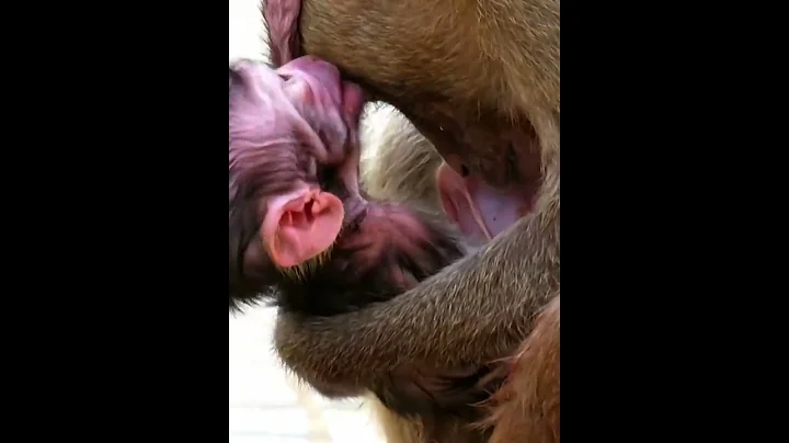 Pure and Sweet Monkey Love #wildlifeentertainment #babymonkeys #entertaininganimals #animals