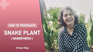 How To Propagate Snake Plant/ Sansevieria | फ्री में स्नेक प्लांट को इस तरह से बढ़ाएं