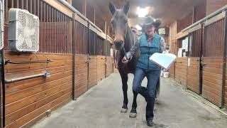 Western Dressage Test Tips - Level 3 Test 4