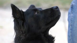 Pathway to Therapy Dog Training