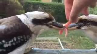 These Kookaburras Be Like It s Not About The Food It s About Sending A Message